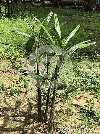 Rhapis or Rhapis humillis blume or Slender lady palm. Stock Photo