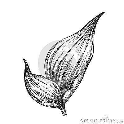 Rhapis Robusta Tropical Leaf Hand Drawn Vector Vector Illustration