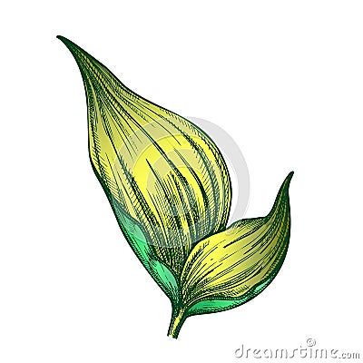 Rhapis Robusta Tropical Leaf Color Hand Drawn Vector Vector Illustration