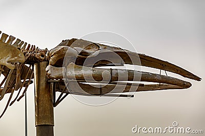Rhe head of real skeleton of a large whale. Stock Photo