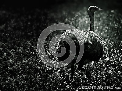 Rhea bird Stock Photo