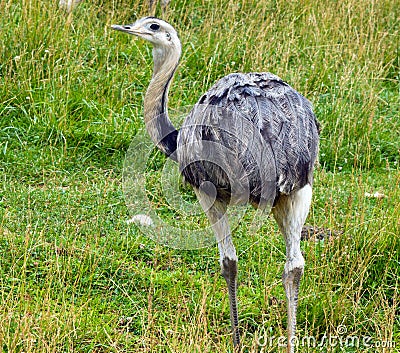 Rhea Bird Stock Photo