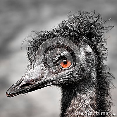 Rhea (bird Stock Photo