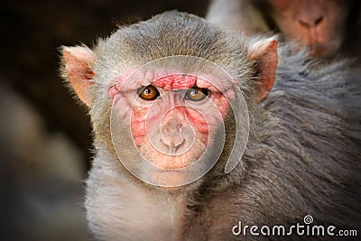The Rhesus macaque Stock Photo