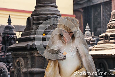 Rhesus macaque with carrot Stock Photo
