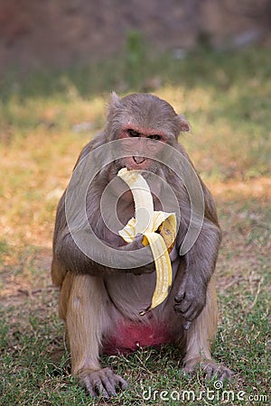 Rhesus Macaque eating banana at Tughlaqabad Fort, Delhi, India Stock Photo