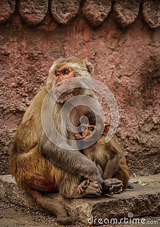 Rhesus macaque with her little one in Varanasi, India Stock Photo