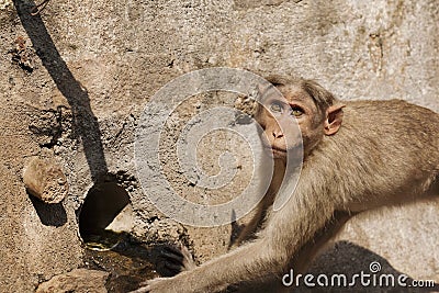 Rhesus Macaque little monkey drinking water Stock Photo