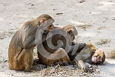 Rhesus macaque (Macaca Mulatta) monkeys grooming each other Swayambhunath Nepal Stock Photo