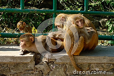 Rhesus Macaque Macaca mulatta monkeys lousing each other while sitting on stone in Swayambhunath Monkey temple in Kathmandu, Stock Photo