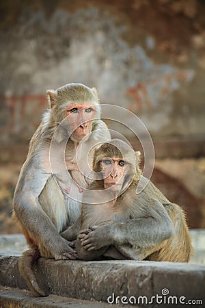 Rhesus macaques chilling, Uttar Pradesh, Varanasi, India Stock Photo