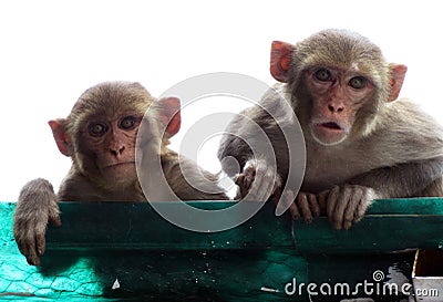 Rhesus macaque monkey mother with her cub staring perplexed Stock Photo
