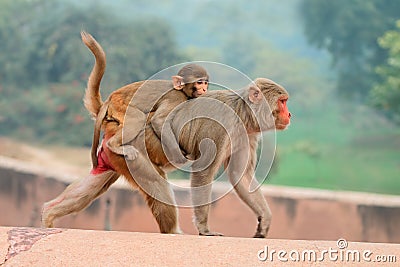 Rhesus macaque monkeys Stock Photo