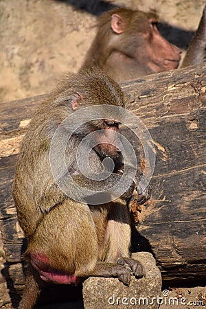 Rhesus macaques Old World monkeys Stock Photo