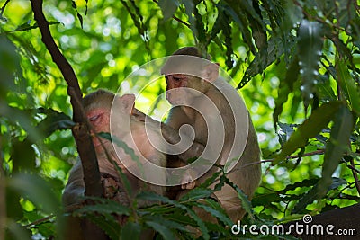 Mokeys sitting on the tree together and a sunny afternoon Stock Photo