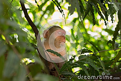 Monkey sleeping on the tree on a sunny afternoon Stock Photo