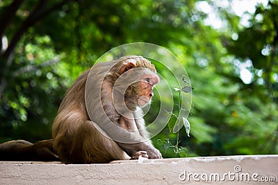 Rhesus Monkey are familiar brown primates or apes or Macaca or Mullata sitting on the wall and looking at a distance Stock Photo