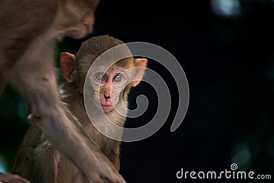 Portrait of Rhesus Monkey who are familiar brown primates or apes or Macaca or Mullata looking very curiously Stock Photo