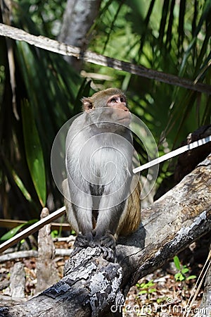 Rhesus Monkey Stock Photo