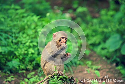 Rhesus monkey Stock Photo