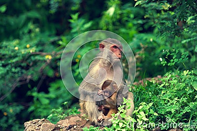 Rhesus monkey Stock Photo