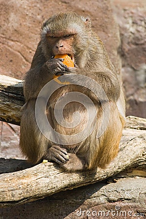 Rhesus monkey eating orange Stock Photo