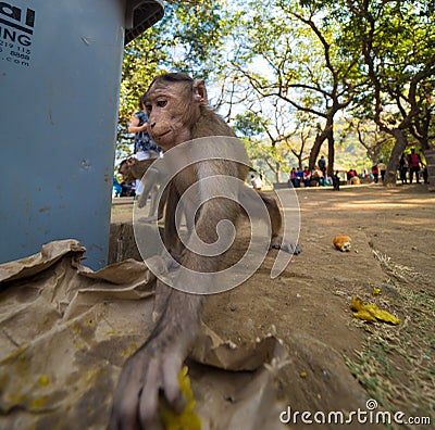 Rhesus monkey in india eating from trash. Editorial Stock Photo