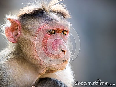 Rhesus monkey in india portrait Stock Photo