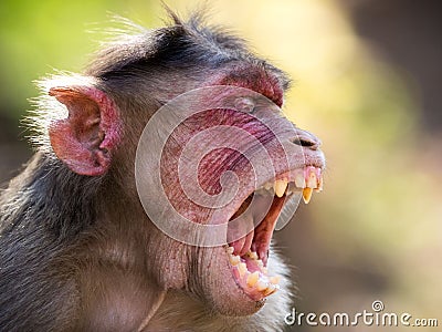 Rhesus monkey in india portrait Stock Photo