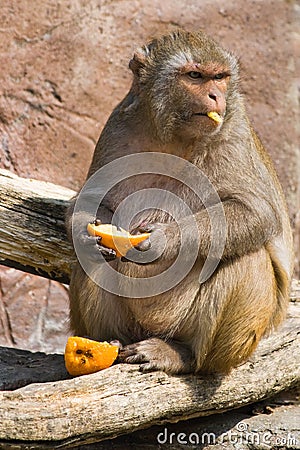 Rhesus monkey looking up Stock Photo