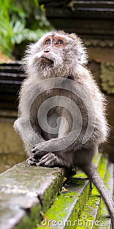 Rhesus Monkey in Ubud, Bali Stock Photo