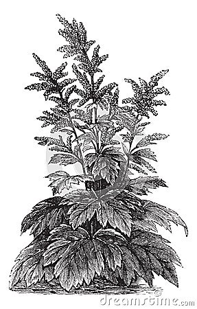 Rheum officinale vintage engraving Vector Illustration