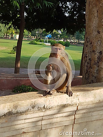 Rheus monkey sitting on wall Stock Photo
