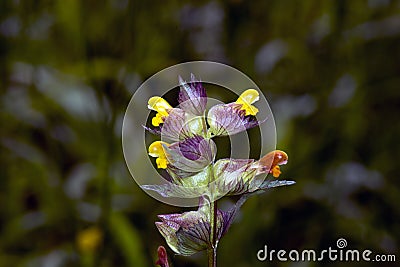 Rhinanthus in summer shines in beautiful colors, Denmark Stock Photo