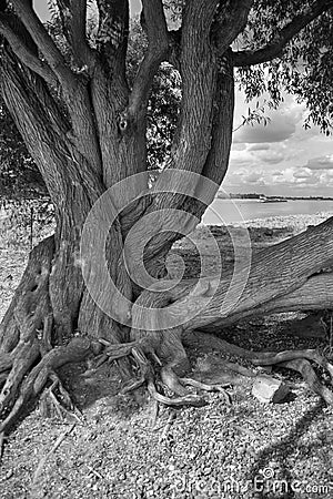 Rhine dyke in Ork near the rhine Stock Photo