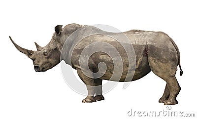 Rhino Stock Photo