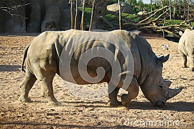 Rhino at African safari Stock Photo