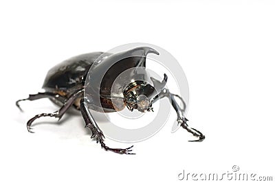 Rhino Beetle Stock Photo