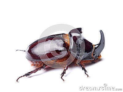 Rhino beetle Stock Photo