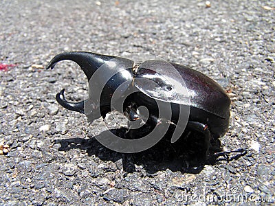 Rhino beetle Stock Photo