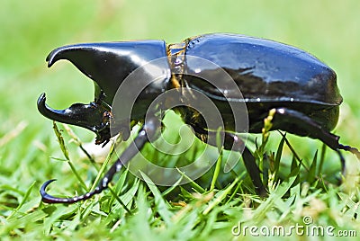 Rhino Beetle Stock Photo