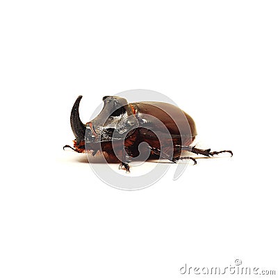 Rhino beetle bug Stock Photo