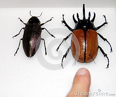 Rhino beetle in collection Stock Photo