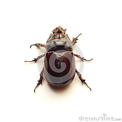 Rhino beetle isolated Stock Photo