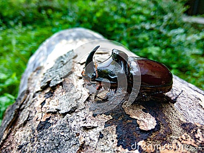 Rhino beetle on a log Stock Photo