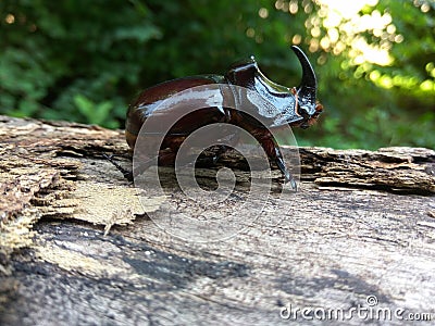 Rhino beetle on a log Stock Photo