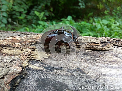 Rhino beetle on a log Stock Photo