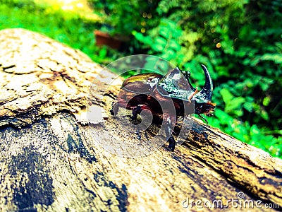Rhino beetle on a log Stock Photo