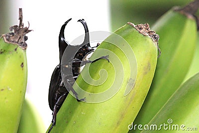 Rhino Beetle Stock Photo