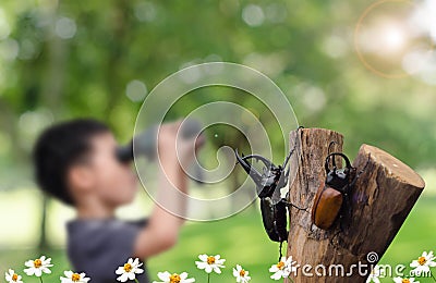 Rhino beetle over un-focus boy with binocular Stock Photo